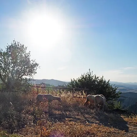 Il Belvedere