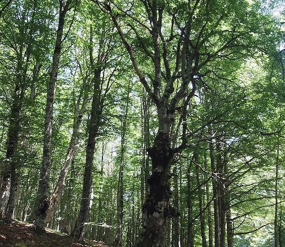 Oda ve Kahvaltı Il Belvedere